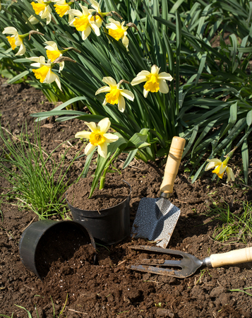 Planting yellow flowers daffodils in the garden, garden tools, flowers. Earth dayの写真素材
