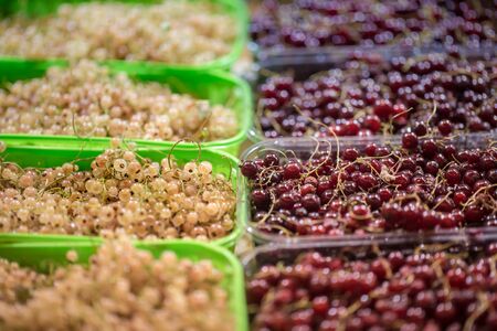 White and red berries at the weekend farmer's market with blurred backgroundの写真素材