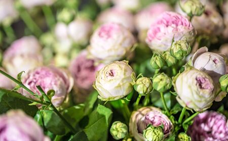 Purple roses in the flower shop.の写真素材