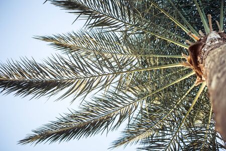 High palm tree photo from the bottom up. Tropical trees, nature .の写真素材