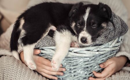 A little girl holding a puppy in a basket . The concept of Pets . Close up.の写真素材