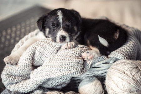 A cute little puppy is lying with a cozy sweater. The concept of Pets .