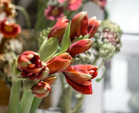 Exotic flowers are the red Amaryllis and artichoke.の写真素材