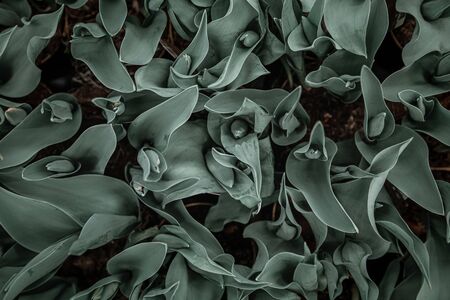 Background texture of natural leaves in dark green. Abstract background concept with natural lush leaves .の写真素材