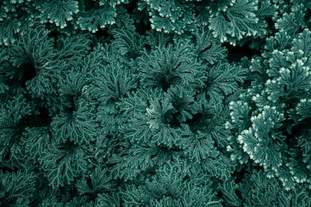 Background texture of natural leaves in dark green. Abstract background concept with natural lush leaves .の写真素材