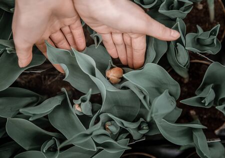 Natural beautiful background with Tulip leaves. Women's hands touch the blooming Tulip flower. The concept of a natural plant background.の写真素材