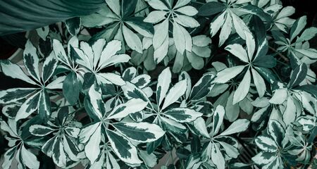Background texture of natural leaves in dark green. Abstract background concept with natural lush leaves .の写真素材