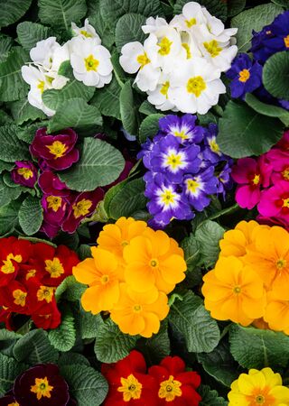 Fresh multi-colored Bright background with lots of floral texture. Concept abstract background with natural vegetation, flowers.の写真素材