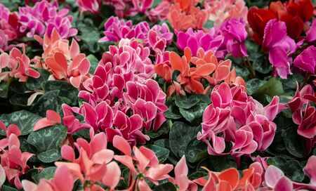 Natural beautiful background with lots of cyclamen . The concept of a natural plant background. Cyclamen in a pot, blooming with colorful large flowers.の写真素材