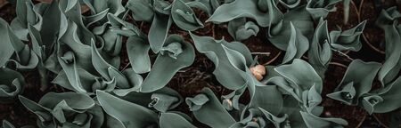 Background texture of natural leaves in dark green. Abstract background concept with natural lush leaves .の写真素材