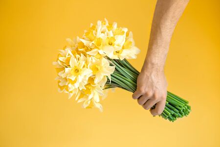 Yellow background and male hands with a bouquet of yellow daffodils. The concept of greetings and women's day.の写真素材