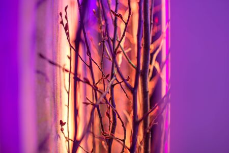 Tree branches on a colored background. Creative color of the composition. Close up.の写真素材