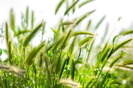 In the background, young beautiful green ears of wheat. Close up.