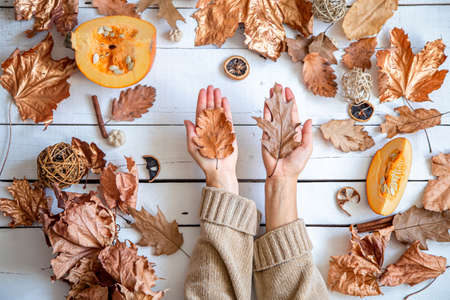 Autumn composition with dry leaves and women's hands on a white background. The concept of autumn.の写真素材