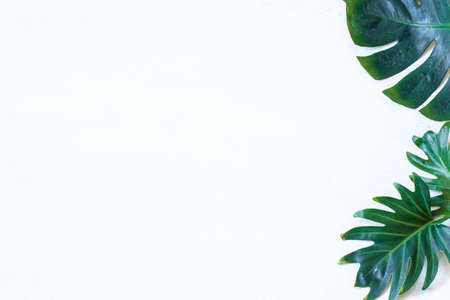 White background with natural beautiful green leaves. Space for text.の写真素材