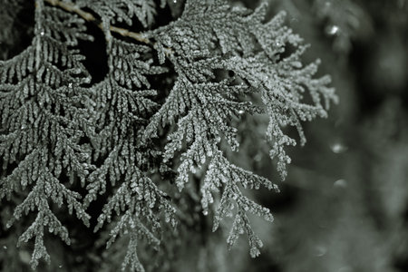 Frozen branches were eaten in the frosty early morning.