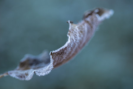 Autumn leaf covered with ice crystals. Early morning in the cold season.の写真素材