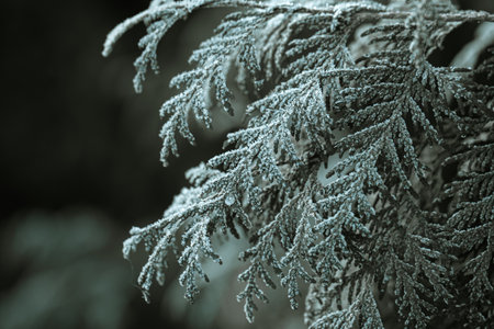Frozen branches were eaten in the frosty early morning.の写真素材