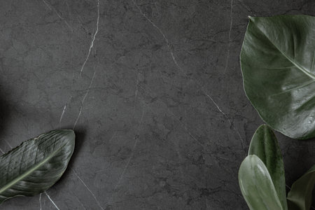 Large natural tropical leaves on dark marble surface copy space.