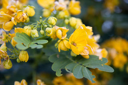 Small yellow flowers senna polyphylla desert cassia. close-up on a blurred background. Exotic plants of Egypt.の写真素材