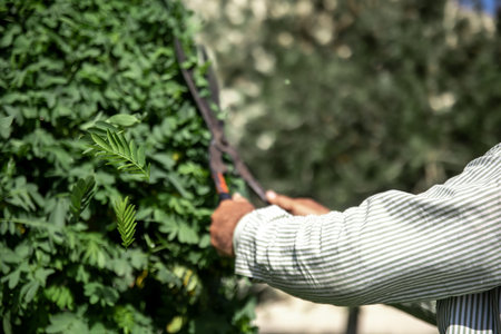 The old gardener cuts the bush with large metal old pruning shears. Garden care.