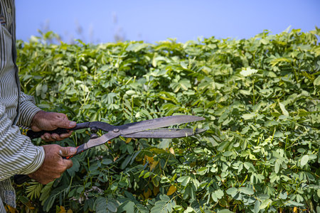 The gardener cuts the bush with large pruning shears. Garden care.