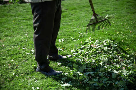 Serrated metal rake for garden cleaning. Garden care.の写真素材