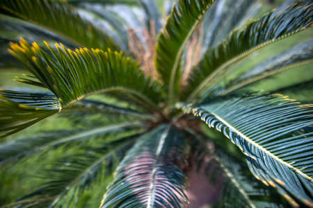 Close up of green branches of an Egyptian palm tree in the garden.の写真素材