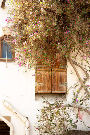 An old dry flowering tree weaves along the wall of the facade of a house with a wooden door.の写真素材