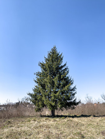 Fluffy live tree in an open area against the background of the sky.