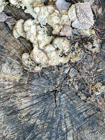 Close up of a forest stump covered with bad mushrooms.の写真素材