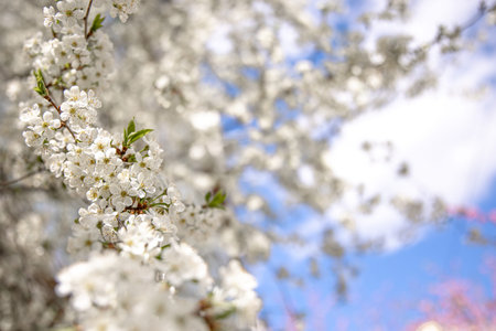 Close-up of flowers of a spring blooming tree on a blurred background.