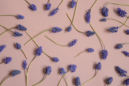Creative spring composition with mouse hyacinth flowers spread on the surface top view.