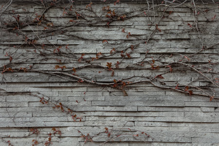 Close-up of a textured old gothic style wall covered with ivy.