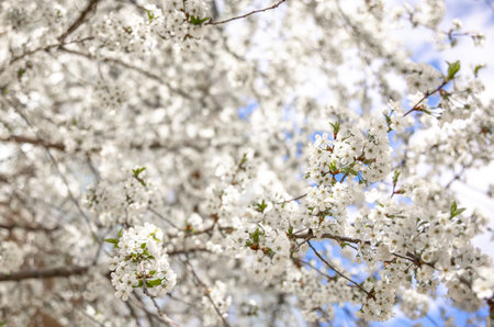 Close-up of flowers of a spring blooming tree on a blurred background.