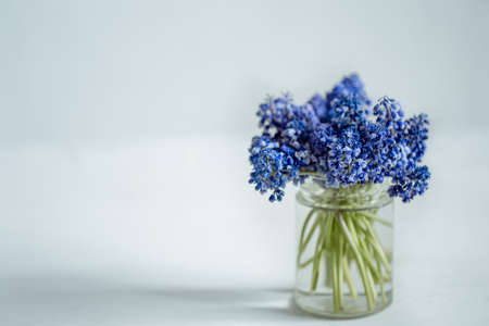 A miniature bouquet of muscari flowers in a glasses vase copy space.の写真素材