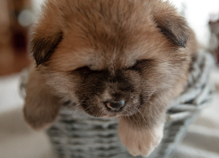 Close-up of a funny fluffy puppy resting in a basket.