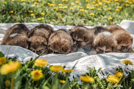 Cute little dogs lie on a blanket among the dandelions.の写真素材