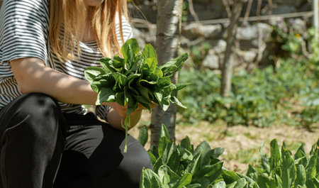 A woman picks the leaves of hand-grown lettuce.