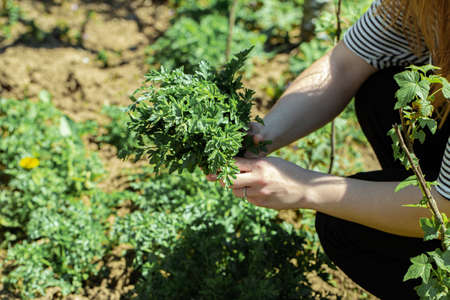 A woman's hand picks parsley leaves in the garden.の写真素材