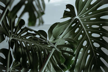 Textured leaves of a monstera plant close-up.の写真素材