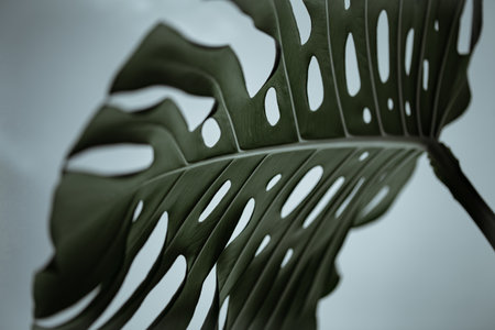 Textured leaves of a monstera plant close-up.の写真素材