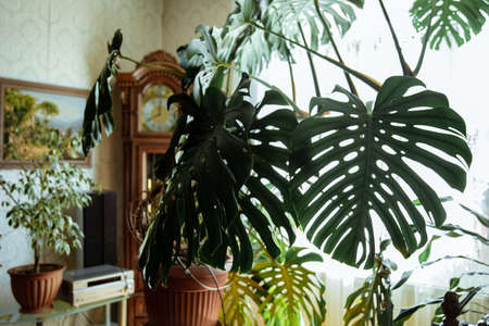 Monstera and other plants in the interior of the room.の写真素材
