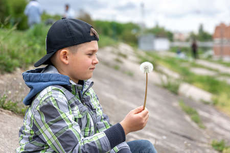 A little boy holds a dandelion in his hand and looks at it.の写真素材