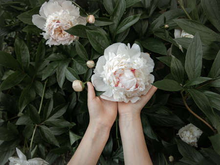 Children's hands are holding a white peony flower growing on a bush.の写真素材
