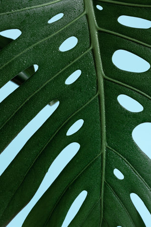 Close-up of textured leaves of tropical plant monstera.