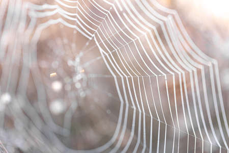 Natural abstract background with cobwebs in sunlight.の写真素材