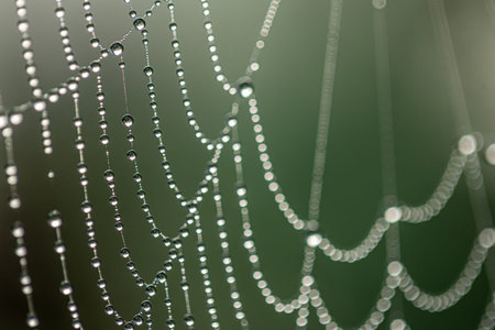 Close-up of drops of morning dew on a spider web in the early morning sun, natural abstract...