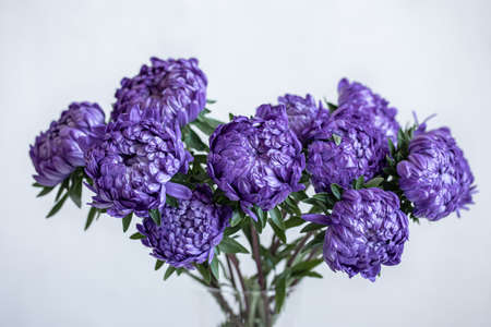 Close-up of blue chrysanthemums in a vase on a white blurred background.の写真素材