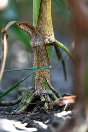 Close up of the root of a corn plant, young green corn growing on the field,の写真素材